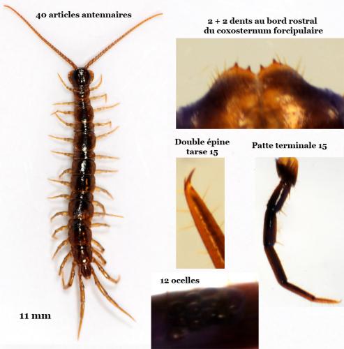 Lithobius tricuspis