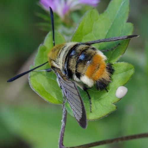 Hemaris tityus