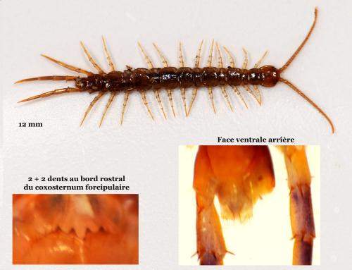 Réf. 52 064 : Lithobius melanops