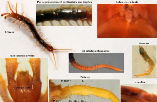 Réf. 52 154 : Lithobius microps