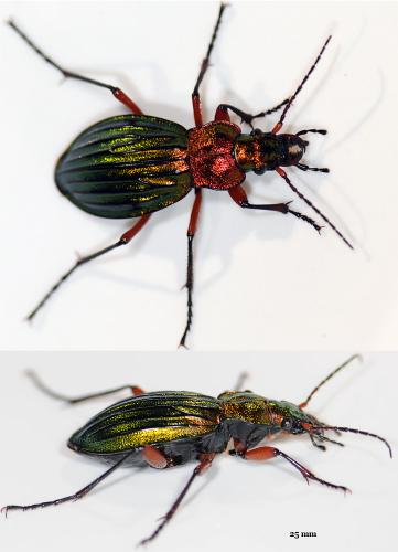 Carabus auronitens auronitens