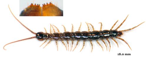 Lithobius piceus piceus