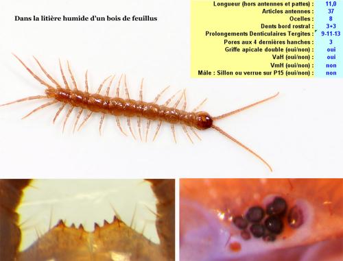 Réf. 52 322 : Lithobius piceus piceus