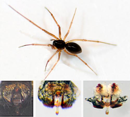 Réf. 52 404 : Bathyphantes nigrinus