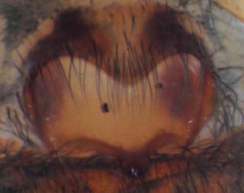 Réf. 52 377 : Textrix denticulata