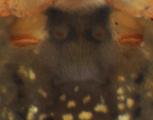 Pachygnatha degeeri