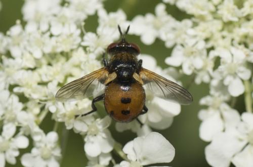 Gymnosoma sp.