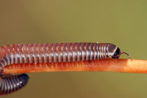 Réf. 52 318 : Ommatoiulus rutilans