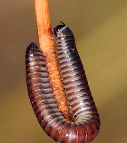 Réf. 52 393 : Ommatoiulus rutilans