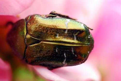 Cetonia aurata aurata