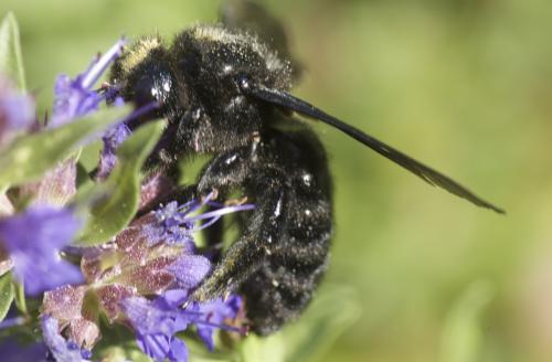 Xylocopa violacea