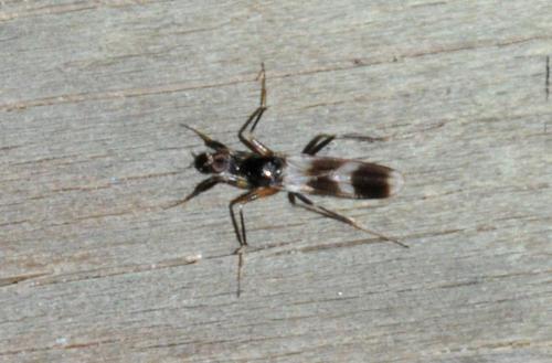 Réf. 52 103 : Tachydromia sp.