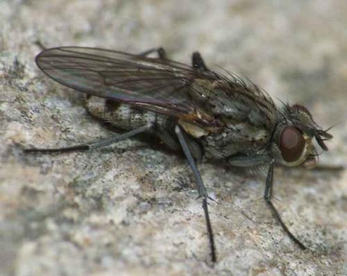 Réf. 52 209 : Lispe tentaculata