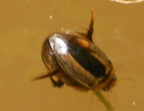 Prodaticus dorsiger