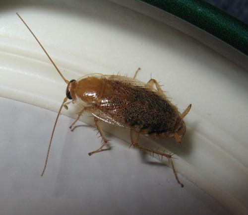 Réf. 52 295 : Planuncus vinzi