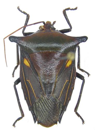 Réf. 52 514 : Edessa vitulus