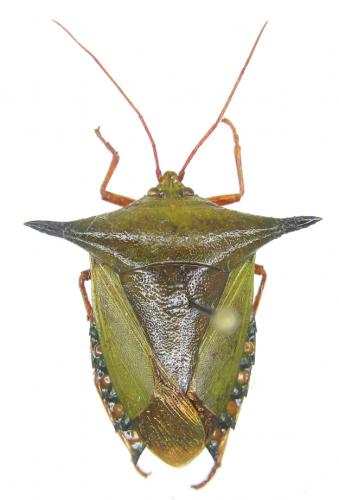 Edessa dolichocera