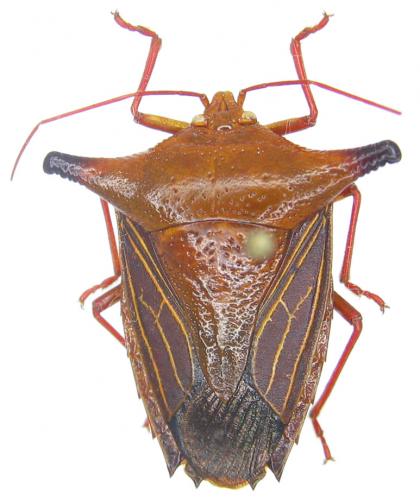 Edessa cylindricornis