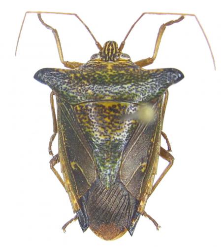 Edessa sp.