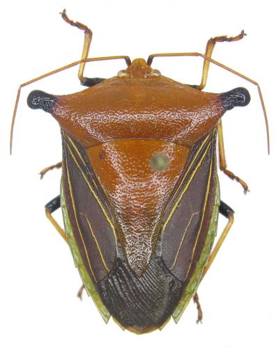 Peromatus notatus