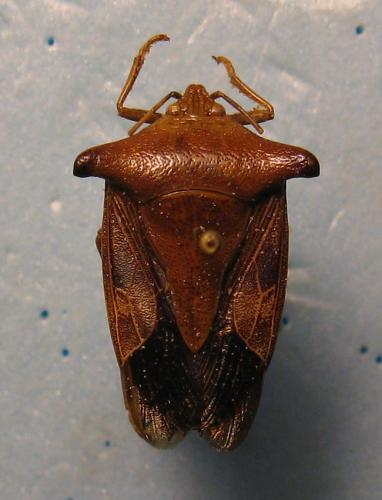 Edessa sp.