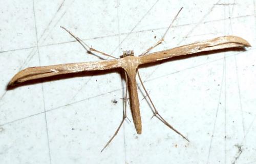 Emmelina monodactyla