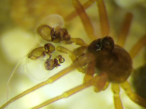 Réf. 52 724 : Entelecara acuminata