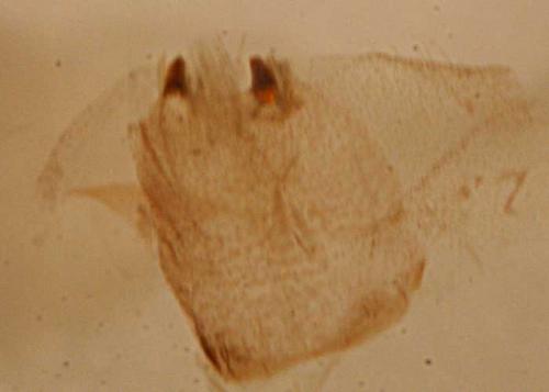 Réf. 52 854 : Epirrita dilutata