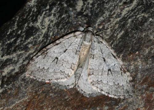 Réf. 52 767 : Epirrita dilutata