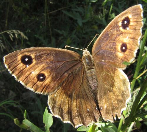 Réf. 52 607 : Satyrus ferula