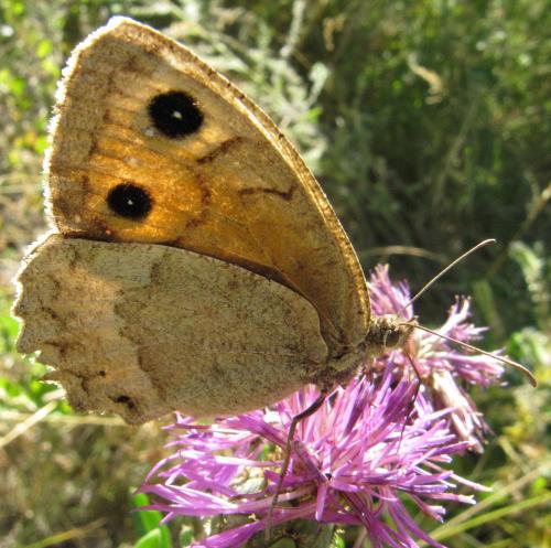 Réf. 52 608 : Satyrus ferula