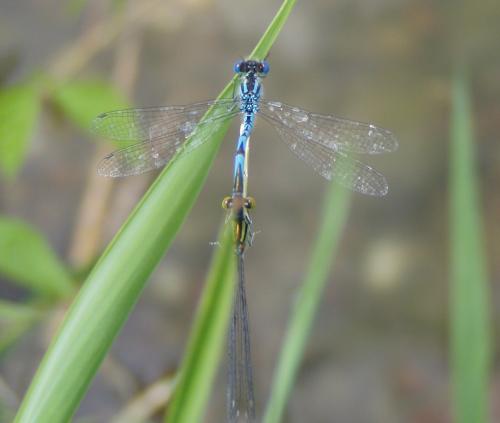 Erythromma lindenii