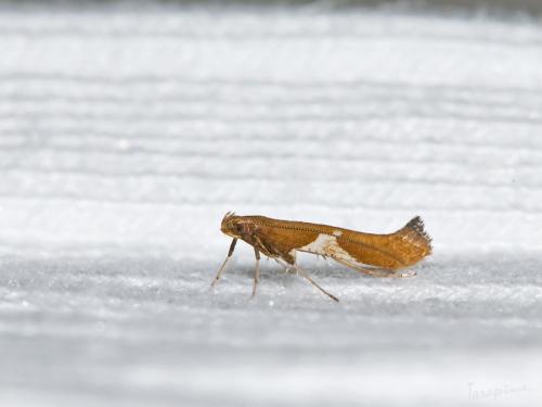 Réf. 52 595 : Caloptilia stigmatella