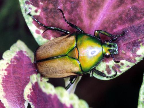 Réf. 52 274 : Chlorocala sp.