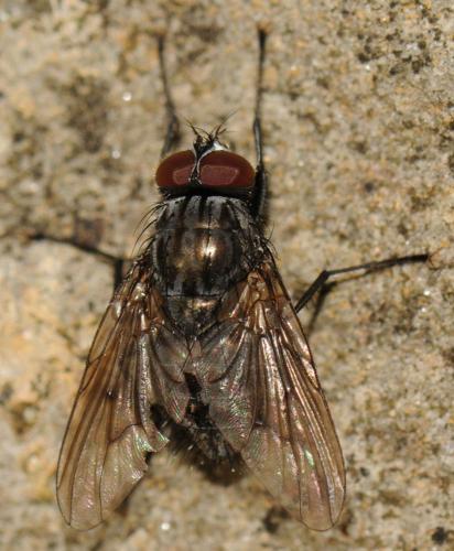 Réf. 52 402 : Helina evecta