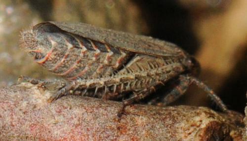 Réf. 52 537 : Goniagnathus brevis