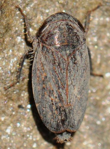 Réf. 52 540 : Goniagnathus brevis