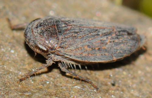 Réf. 52 542 : Goniagnathus brevis