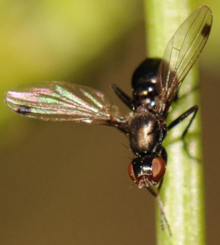 Sepsis fulgens