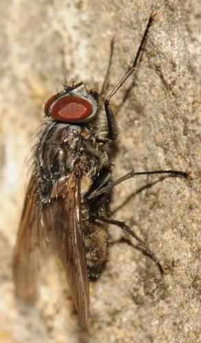 Réf. 52 403 : Helina evecta