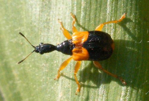 Madagasocycnelus humeralis