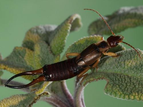 Forficula auricularia