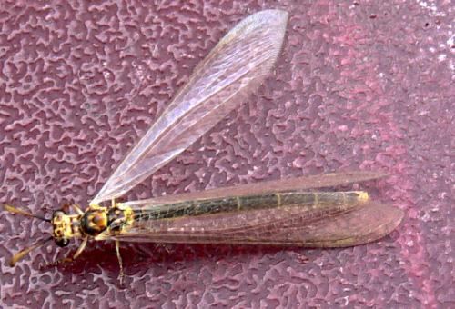 Myrmeleon sp.