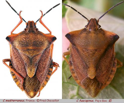 Réf. 52 290 : Carpocoris divers