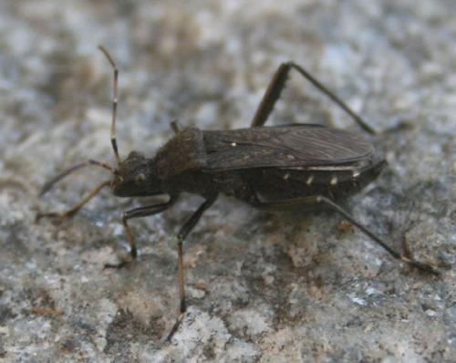 Alydus calcaratus