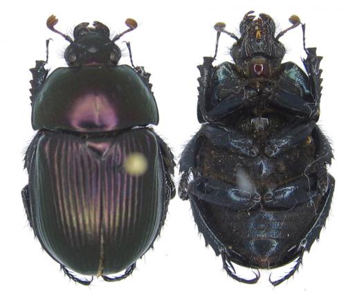 Cnemotrupes semiopacus