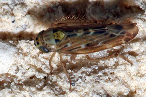 Réf. 52 178 : Lamprotettix nitidulus