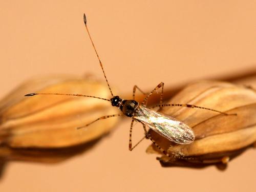 Réf. 52 372 : Gampsocoris punctipes