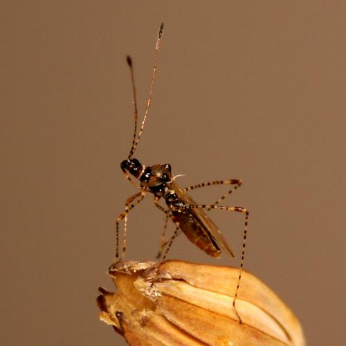 Réf. 52 373 : Gampsocoris punctipes