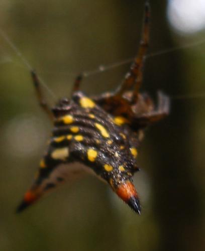 Réf. 52 490 : Acrosomoides acrosomoides